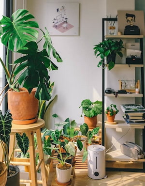 A variety of indoor plants