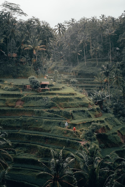 farmers walking up their terraced farm land with palm trees at top of hill