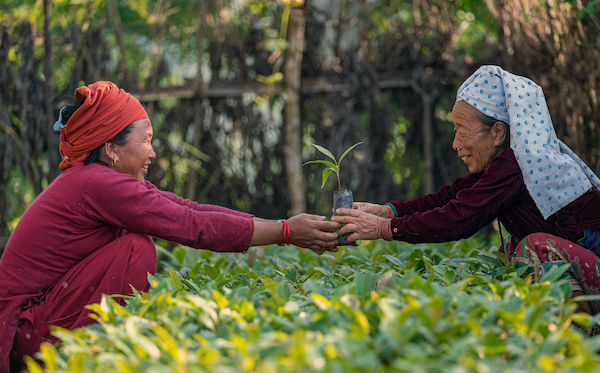 Two women planting trees