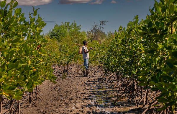 A farmer planting trees