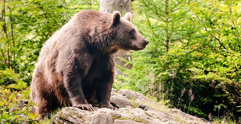 Large Brown Bear on top of rock in forest