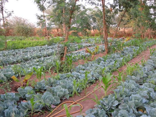 irrigated field with various healthy-looking plants and trees