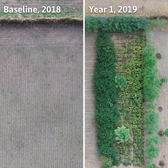 1 year comparison of farming land - first half shows barren, dry, empty land, whereas 2019 show luscious greenery - planted by Trees for the Future