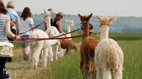 Walking Alpaccas in Kent countryside