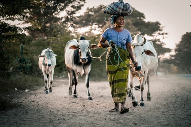 A woman walking with her three cattle in Myanmar