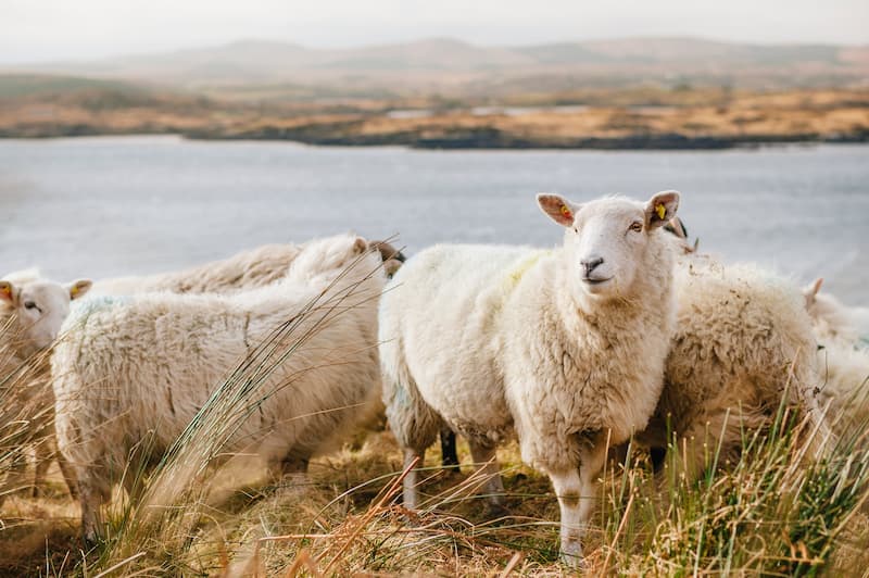 Sheep standing in long grass in the countryside