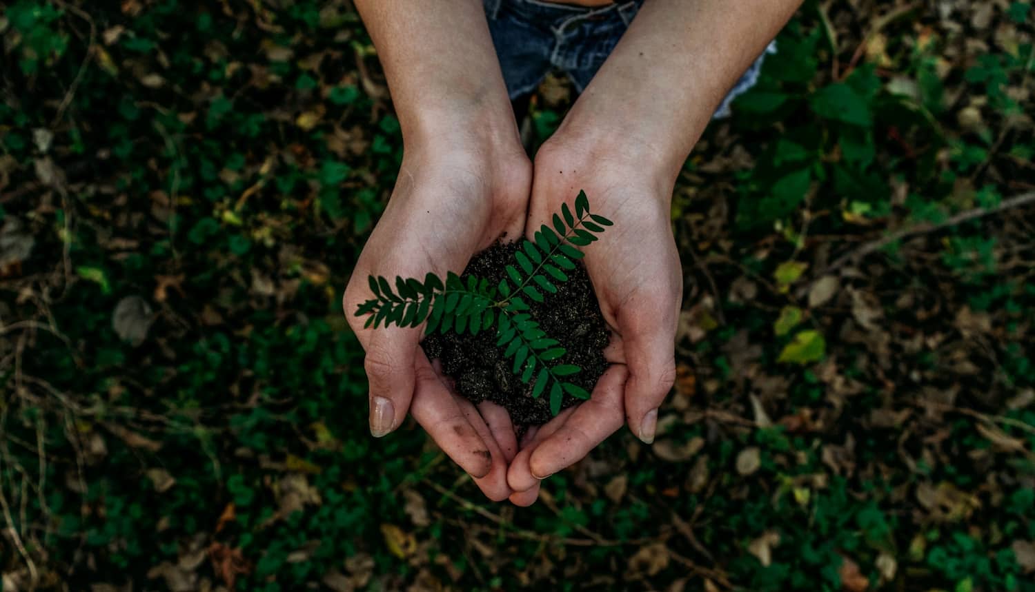 A girl holding a tree in her hands