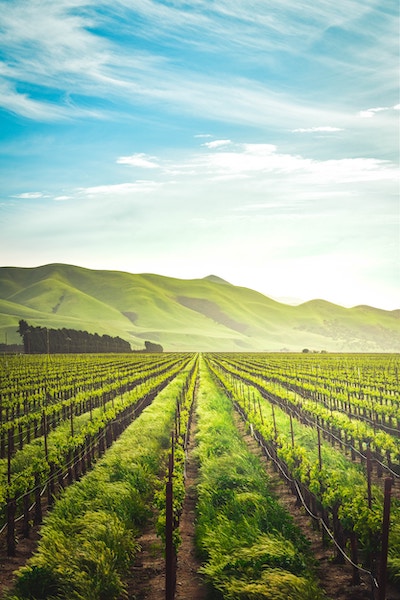 green countryside landscape with rows of herbs in farm and grassy English hills in the background